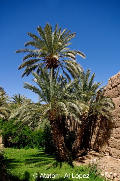 Maroc 2012-7.jpg